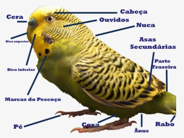 Zebrahighres Labeled Tradução - Budgies Information, HD Png Download, Free Download