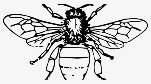 Bee Black And White Png, Transparent Png, Free Download