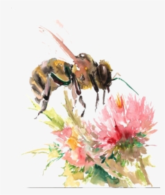 Bees Transparent Watercolor - Flower And Bees Drawing, HD Png Download, Free Download