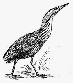 American Bittern Clipart, HD Png Download, Free Download