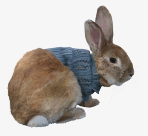 #bunny #rabbit #bunnyrabbit #easter #happyeaster - Rabbit, HD Png Download, Free Download