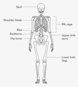 Transparent Human Bone Clipart - Simple Skeleton Bone Names, HD Png Download, Free Download