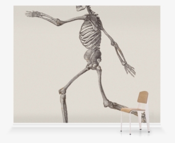 Human Skeleton Png, Transparent Png, Free Download