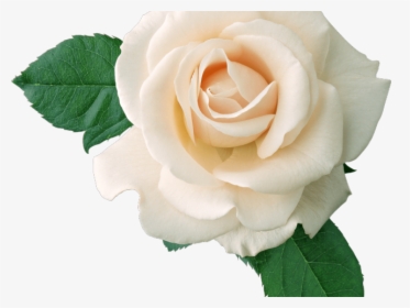 Rose Png Transparent Images - White Flowers Transparent Background, Png Download, Free Download