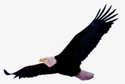 Aigle Png, Transparent Png, Free Download