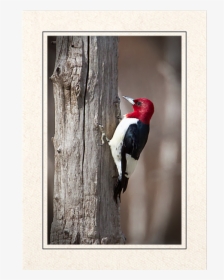 Red Headed Woodpecker - Ivory-billed Woodpecker, HD Png Download, Free Download