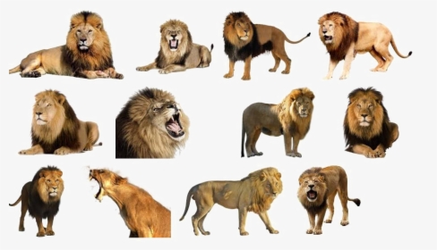 Lion Download Png Image - Lion On White Background, Transparent Png, Free Download