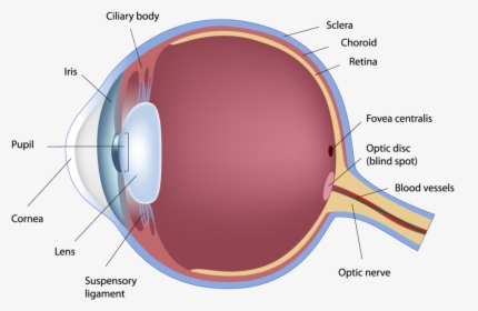 Human Eye Anatomy 163290406 - Fovea Centralis Of Eye, HD Png Download, Free Download