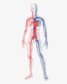 Blood Circulatory System Png, Transparent Png, Free Download