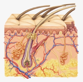 Integumentary System Diagram Full, HD Png Download, Free Download