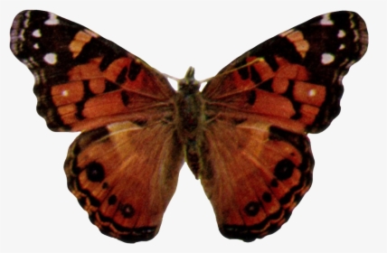 Vanessa Virginiensis-transparent - Vanessa Cardui, HD Png Download, Free Download