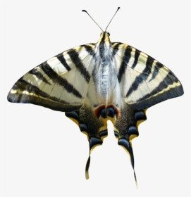 Cropped Image Transparent Background Papilio Machaon - Otakárek Fenyklový Png, Png Download, Free Download