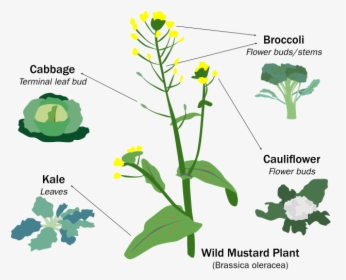Evolution Of Domesticated Crop, HD Png Download, Free Download