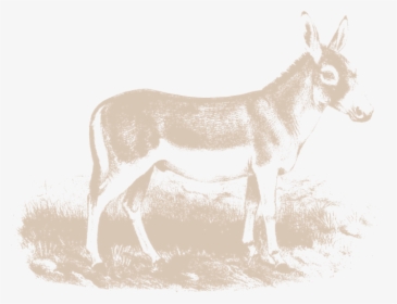 Burro, HD Png Download, Free Download