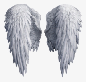 Angel Wings Png Download - Angel Wings No Background, Transparent Png, Free Download