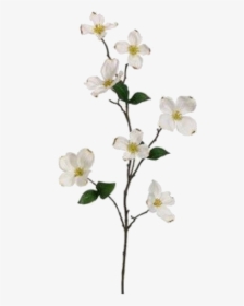 White Flower Branch Png, Transparent Png, Free Download