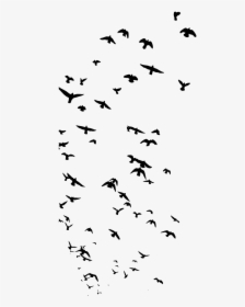 Birds Animal Nature Free Photo - Bird Silhouette Flock, HD Png Download, Free Download