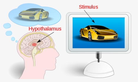 Transparent Weighing Machine Png - Hypothalamus Neuromarketing, Png Download, Free Download