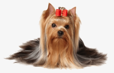Dog Hair Png - Yorkshire Terrier, Transparent Png, Free Download