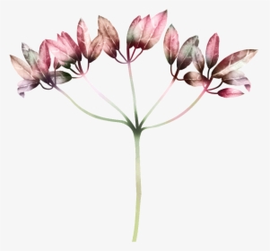 Hand Drawn Gradient Color Leaves Png Transparent - Tulipa Humilis, Png Download, Free Download