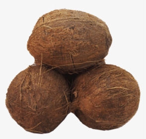 Coconut, HD Png Download, Free Download