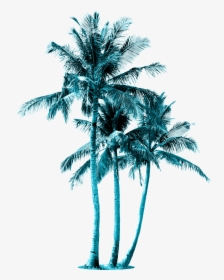 6 Coconut Tree, HD Png Download, Free Download