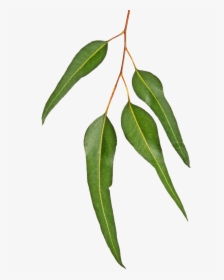 "  Class="browser Window Video Img Txt Bg Image - Gum Leaves On Branch, HD Png Download, Free Download