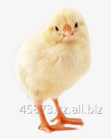 Buy Daily Chickens Kob 500 Broiler - Chicken, HD Png Download, Free Download