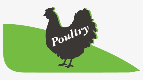 Picture - Rooster, HD Png Download, Free Download