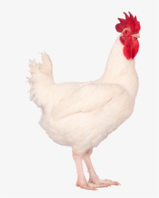 Rooster, HD Png Download, Free Download