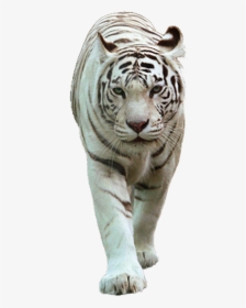 White Tiger Png - Transparent White Tiger Png, Png Download, Free Download