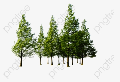Transparent Evergreen Trees Png - Forest Trees Png, Png Download, Free Download