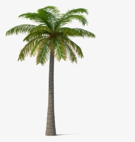 Adonidia Veitchia Coconut Tree - Real Coconut Tree Png, Transparent Png, Free Download