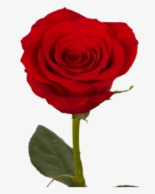 Mother"s Day Single Red Roses 60 Charming Single Rose - Single Rose, HD Png Download, Free Download