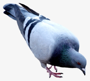 #pigeon #dove #png - Birds Work For The Bourgeoisie, Transparent Png, Free Download