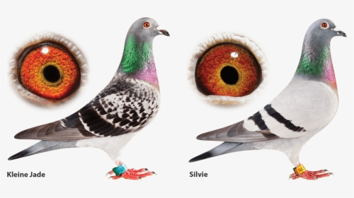 Jelle Jellema Pigeons For Sale, HD Png Download, Free Download