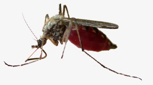 Mosquito Insect Pollinator Fly Membrane - Mosquito, HD Png Download, Free Download