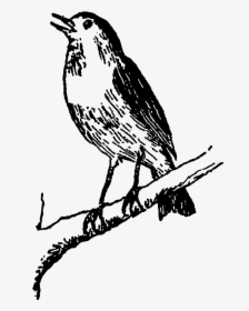 In A Tree At - Bird On The Tree Black And White Clipart, HD Png Download, Free Download