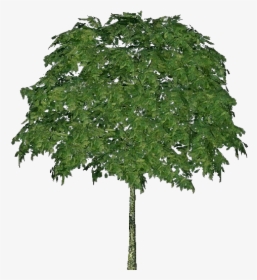 3d Trees - Mountain Ash - Acca Software - Tree, HD Png Download, Free Download
