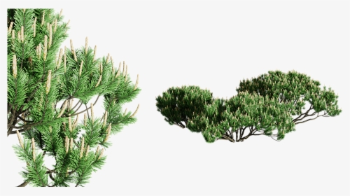 Shortstraw Pine, HD Png Download, Free Download