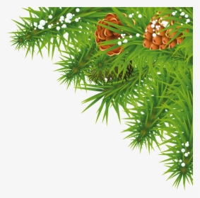 Fir-tree Branch Png Image - Tree Png Background Hd, Transparent Png, Free Download