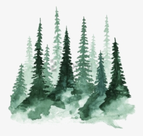Shortleaf Black Pine,colorado Spruce,balsam Fir,conifer,pine - Alpha Xi Delta Background, HD Png Download, Free Download