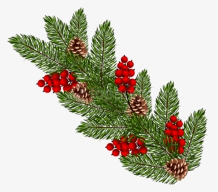 Pine Branch Png - Pine Tree Branch Christmas Png, Transparent Png, Free Download
