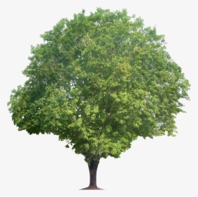 Tree Clipart Narra Shrub - Tree Png Transparent, Png Download, Free Download