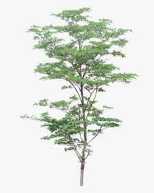 Architecture Tree Drawing Png, Transparent Png, Free Download