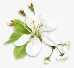 White Flower Png, Transparent Png, Free Download