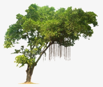 Png Banyan Tree Free - Banyan Tree Png, Transparent Png, Free Download