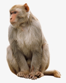 Monkey Sitting Clip Arts - Monkey Png, Transparent Png, Free Download