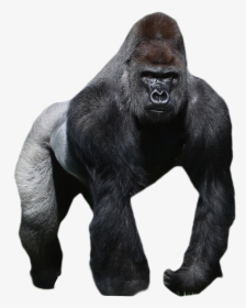Gorilla Png Image - Gorilla On A White Background, Transparent Png, Free Download