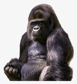 Gorilla Sitting - Transparent Gorilla Png, Png Download, Free Download